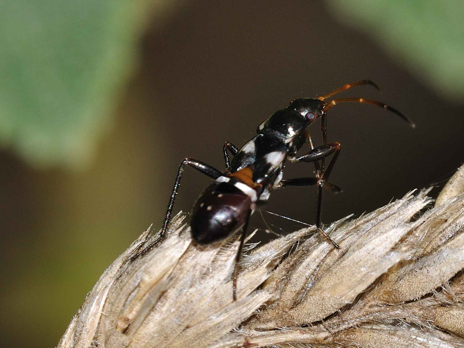 Ninfa di Lygaeidae: cfr. Raglius alboacuminatus